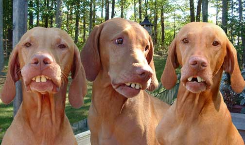 Click image for larger version

Name:	hillbilly-dogs.jpg
Views:	4
Size:	26.2 KB
ID:	596468